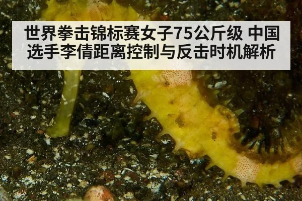世界拳击锦标赛女子75公斤级 中国选手李倩距离控制与反击时机解析